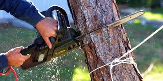 How Our Tree Care Process Works  in Spiro, OK